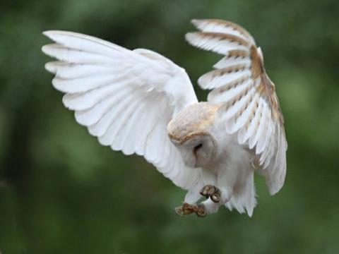 Half Day Falconry Experience